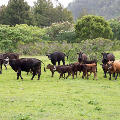 cows at Coast Dairies